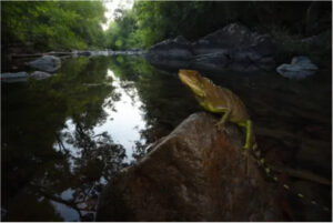 Rare species discovered deep within Cambodian mountains