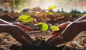 Trees: Our greatest natural shield against El Niño