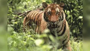 Cambodian Tiger Reintroduction Must Be ‘Habitat Project’ Before a Tiger One