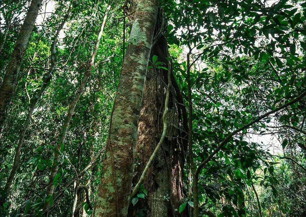 Editorial: Trees: Nature’s Greatest Air Purifiers