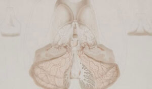 Thyroid disorders: Myths and medicine