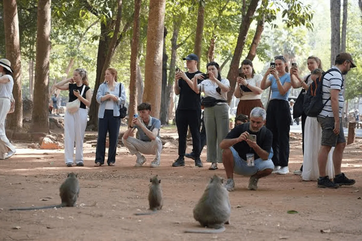 Primate protectors respond to wildlife trafficking warnings; highlight plight of Angkor macaques