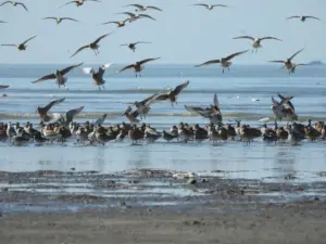Migratory Birds Offer a Natural Flight Path to Growth and Resilience
